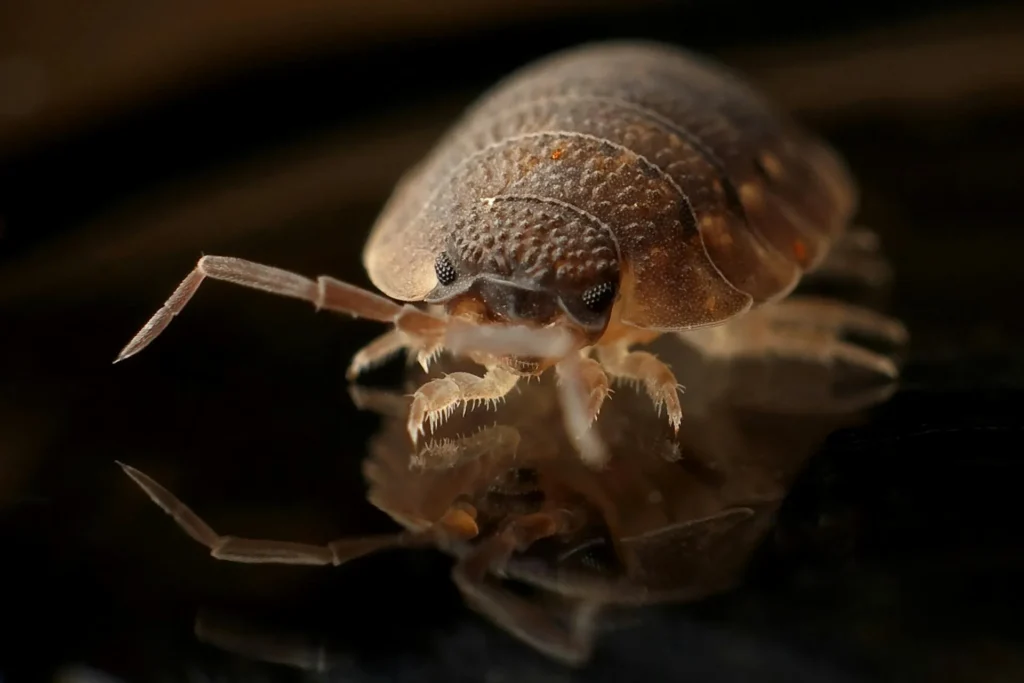 Bed-Bug-Treatment - Coram Pest Control Pros | Coram, NY